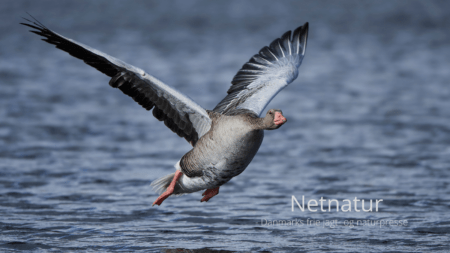 Flydende lokkegæs kan give jagten bonusgevinster