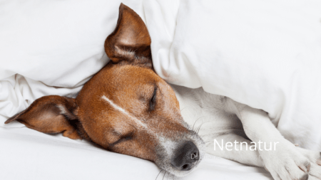 Sikr en god nats søvn til din firbenede ven Sikr en god nats søvn til din firbenede ven