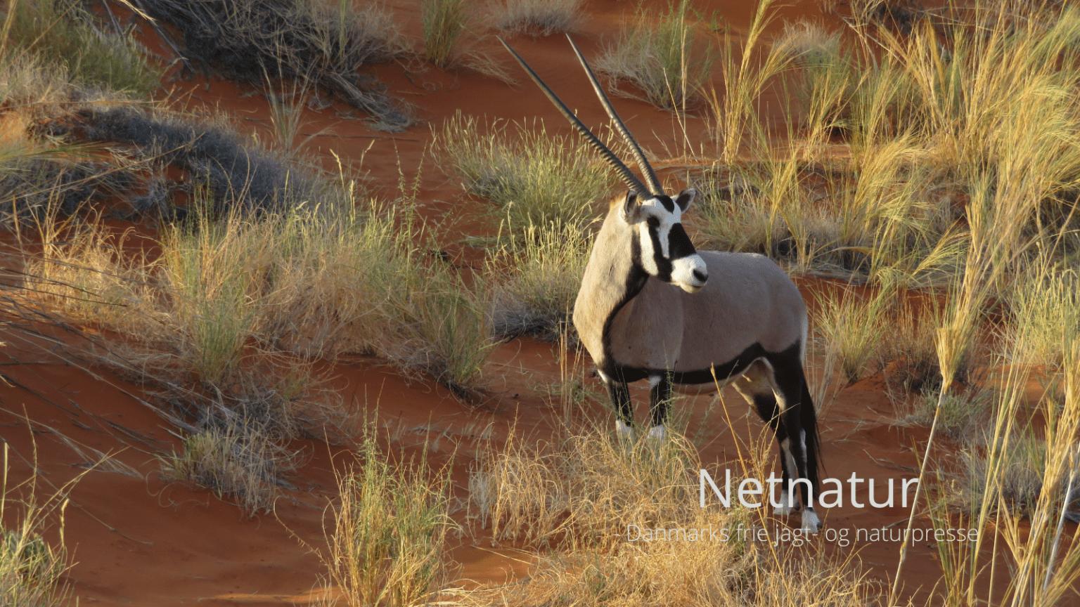 Vinder af af jagtrejse til Namibia