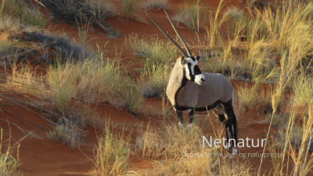 Vinder af af jagtrejse til Namibia
