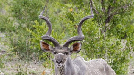 Video: Jagt i det sydlige Sydafrika Video: Jagt i det sydlige Sydafrika