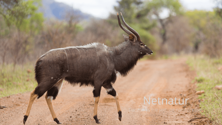 Mozambique: Angreb på jagtcamp påvirker safaribranchen