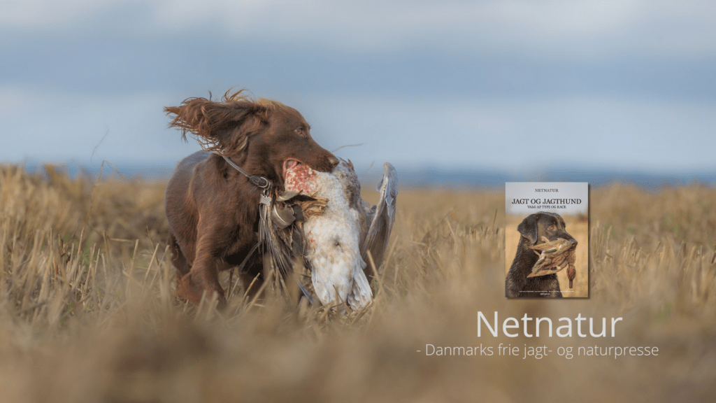 Jagthund til gåsejagt Jagthund til gåsejagt