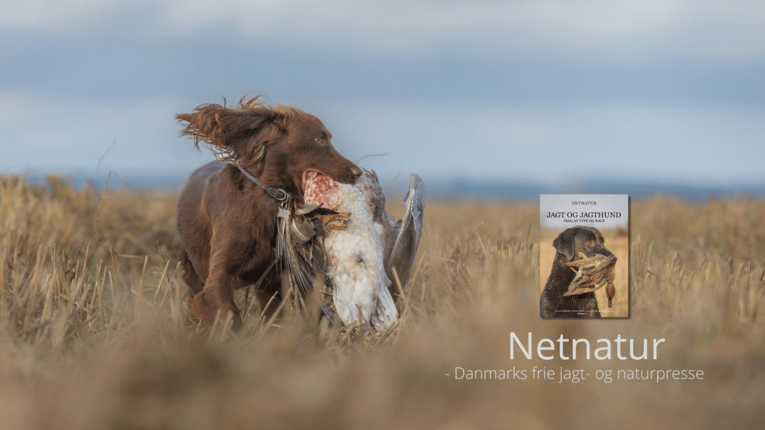 Jagthund til gåsejagt