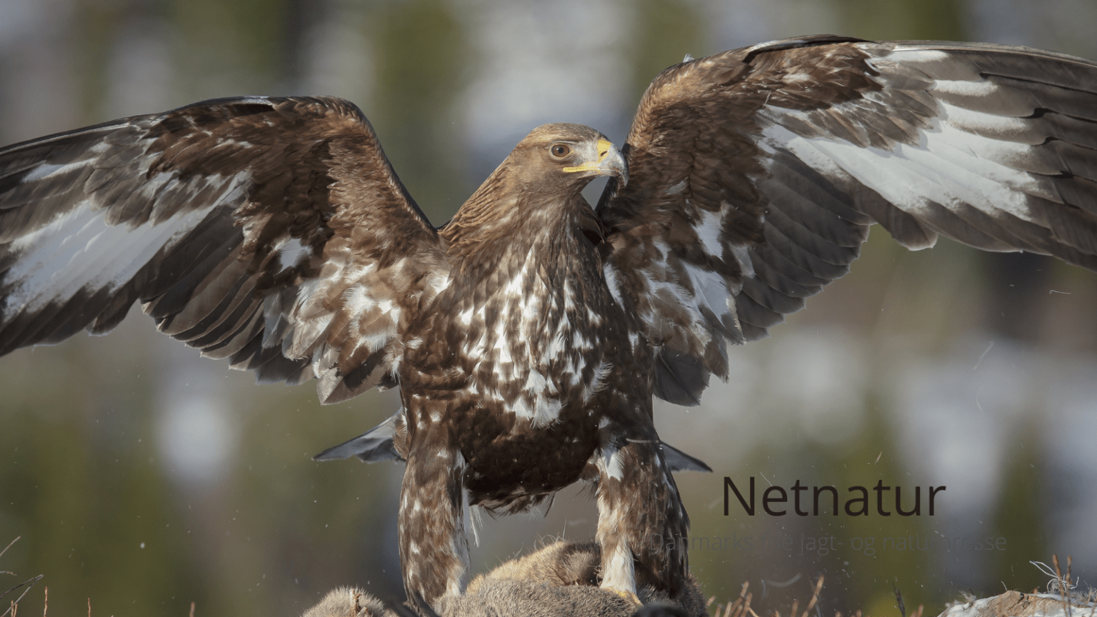 Hund dræbt og ædt af ørn