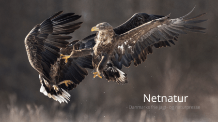 Så går ørne-TV på vingerne igen Så går ørne-TV på vingerne igen