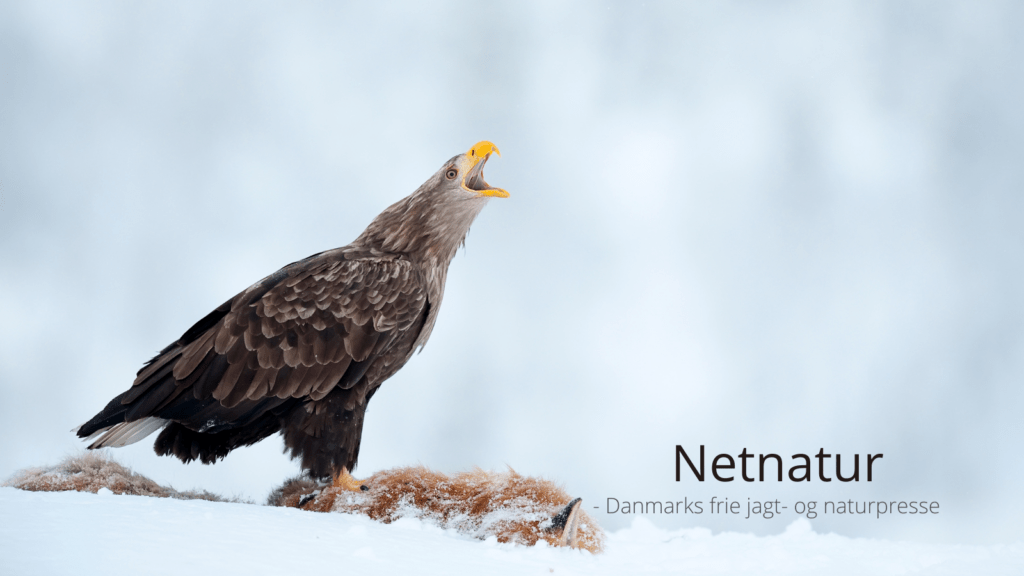 Havørn og musvåge dræbt med carbofuran Havørn og musvåge dræbt med carbofuran