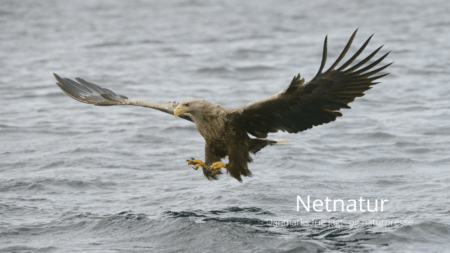 Jægere skal anmelde jagtsyndere