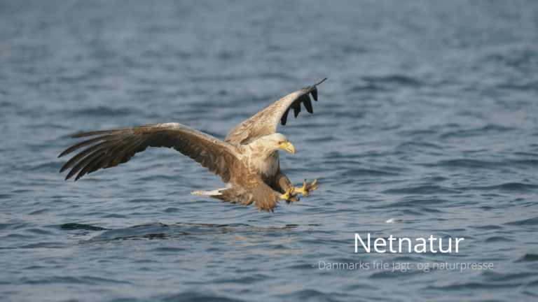 Bestanden af edderfugle påvirkes af havørnen