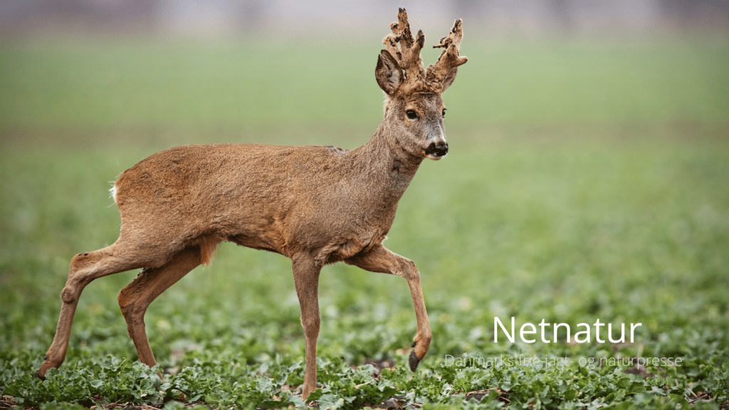 Danske bukkeopsatsers årlige Top-10 oversigt rundet skarpt hjørne