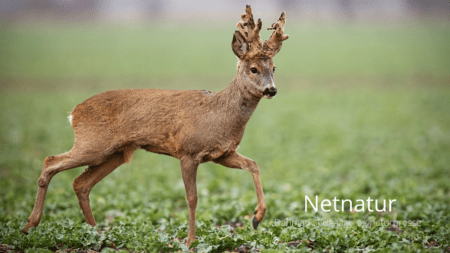 Danske bukkeopsatsers årlige Top-10 oversigt rundet skarpt hjørne