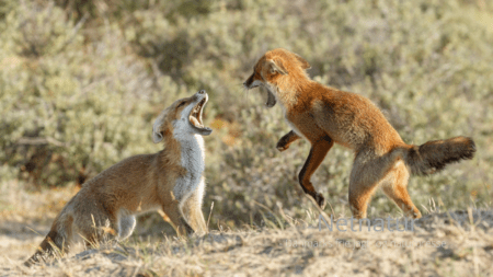 Byræve elskes højt trods dristigere adfærd