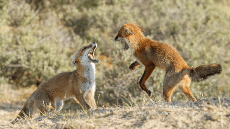 Byræve elskes højt trods dristigere adfærd Byræve elskes højt trods dristigere adfærd
