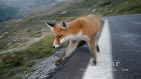 Bør en dom for vanvidskørsel koste jagttegnet?