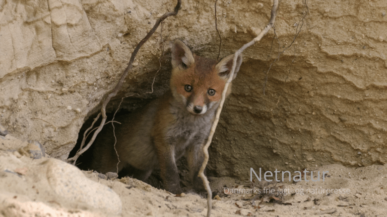 Naturen netop nu: Ræven får hvalpe Naturen netop nu: Ræven får hvalpe