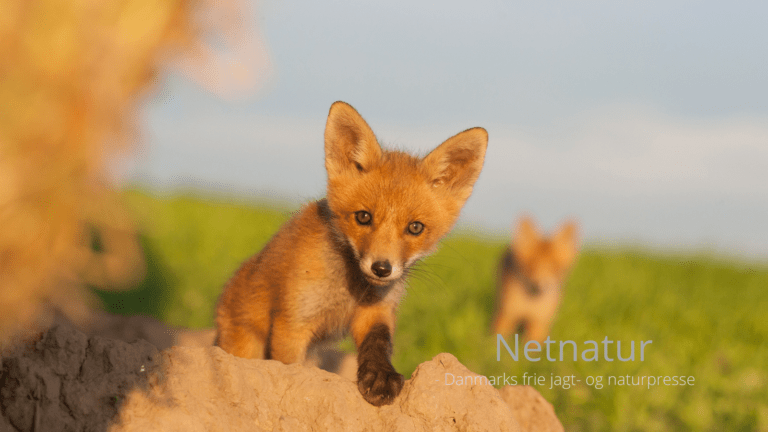 Vildtkamera: Håndtering og redigering af billeder