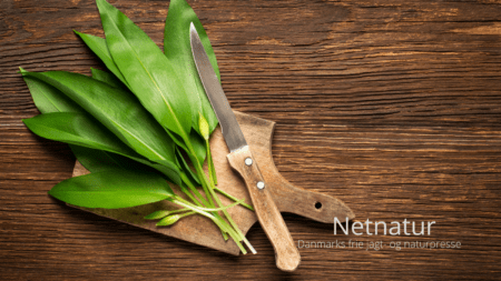 Lav din egen Pesto af ramsløg