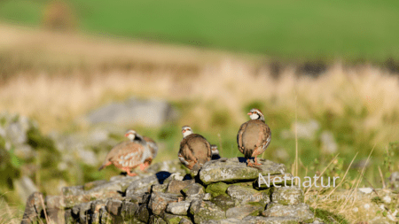Agerhøns boomer efter rovdyrskontrol Agerhøns boomer efter rovdyrskontrol