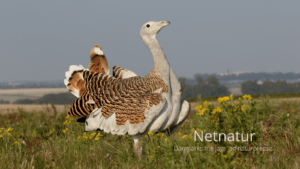 Stortrappe – verdens tungeste flyver Stortrappe - verdens tungeste flyver