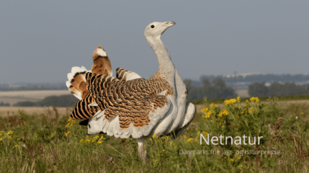 Stortrappe - verdens tungeste flyver