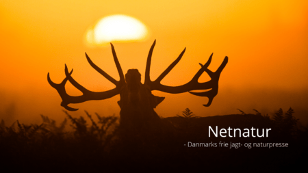 TOP 10 kronhjort 2023 Top 10 Kronhjort 2023