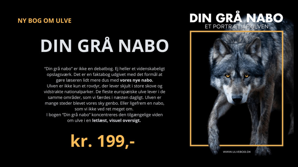 Ulvebogen.dk udgiver "Din grå nabo" - et portræt af ulven