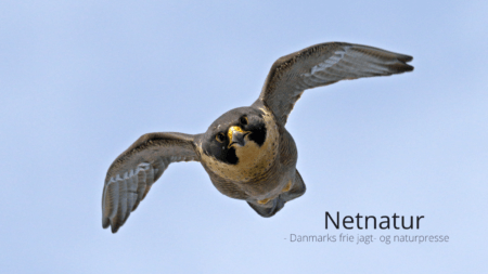 Vandrefalk i fremgang