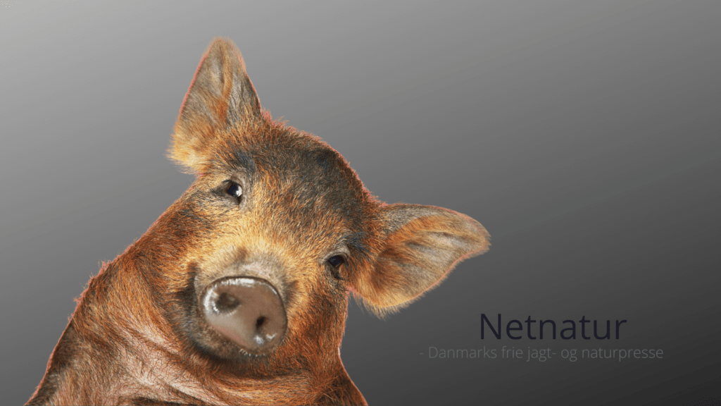 Danish Crown indrømmer: “Klimavenligt” svinekød var ulovlig markedsføring Danish Crown indrømmer: "Klimavenligt" svinekød var ulovlig markedsføring