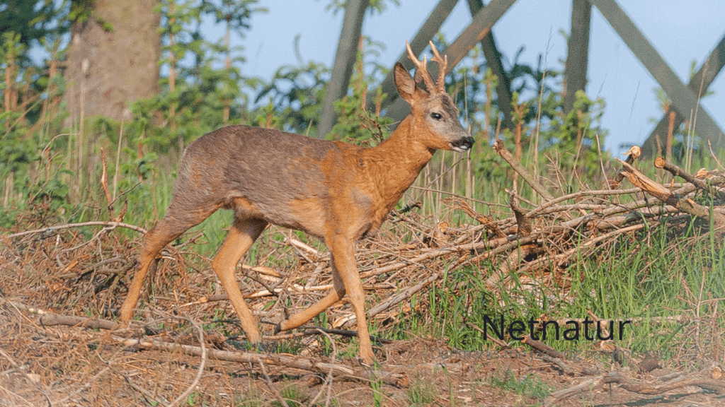 Regler for skydetårne og skydestiger