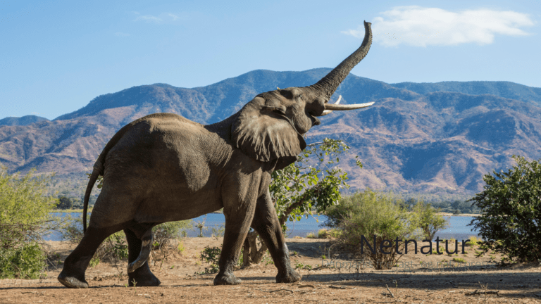 Ny formand forlader posten i Nordisk Safari Klub