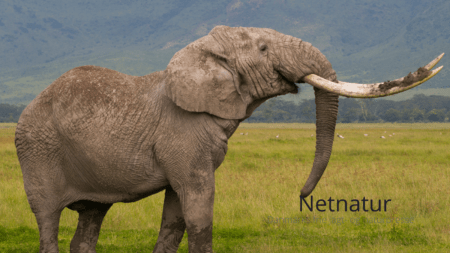 Misforstået kampagne mod trofæelefantjagt