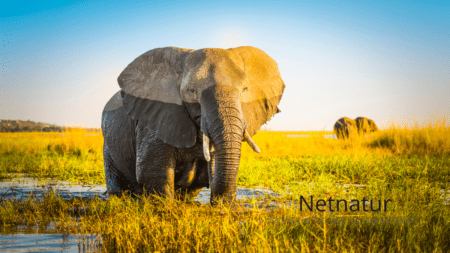 Afrikansk protest imod trofæimportforbud