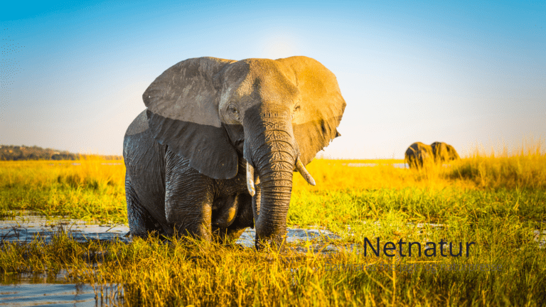 Afrikansk protest imod trofæimportforbud