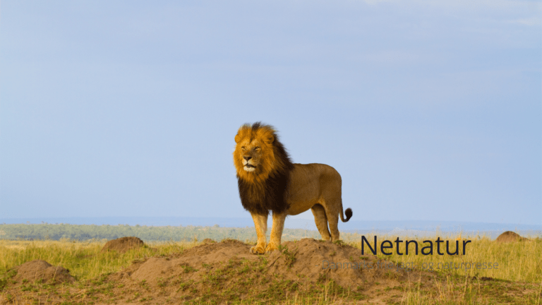 Trofæjagt er under pres i EU