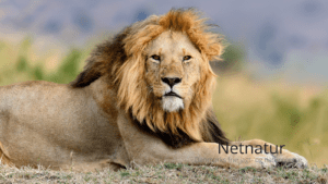 Krybskytteri: ny tendens truer Afrikas løver