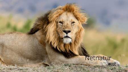 Krybskytteri: ny tendens truer Afrikas løver