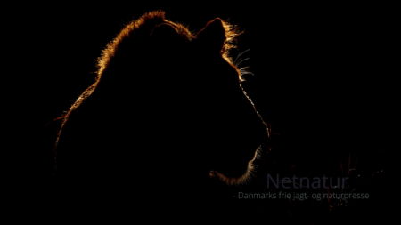 Løveskat kan ikke erstatte jagtindtægter