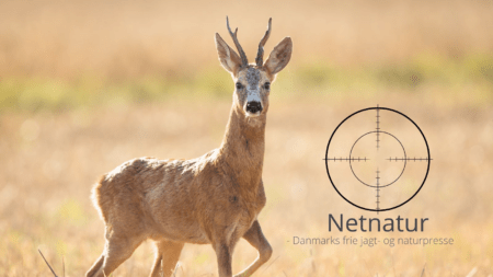 Valg af fladtskydende riffel til bukkejagt