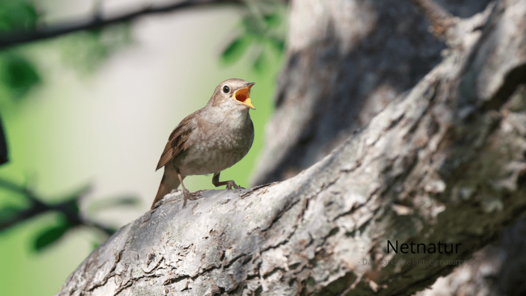 Slutningen af maj er nattergale-tid