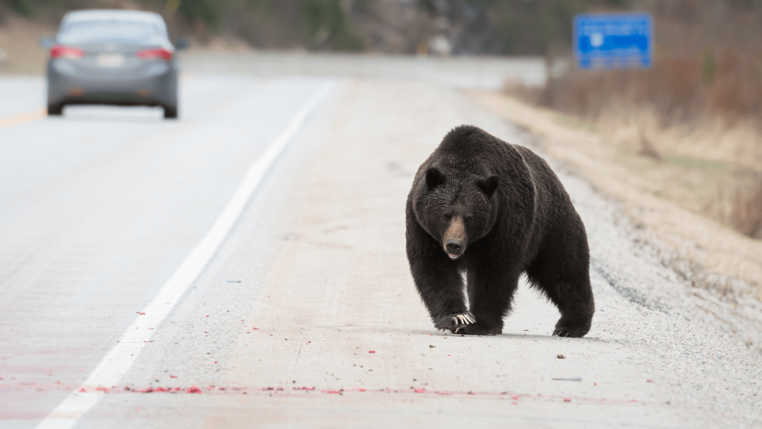 Grizzly tilbage i regeringsstat