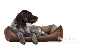 Mest populære hunderacer