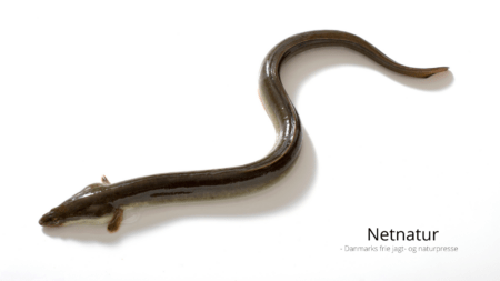 Vandrende ferskvandsfisk i frit fald