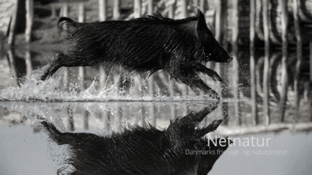 DDR-top gik på jagt for folkets penge