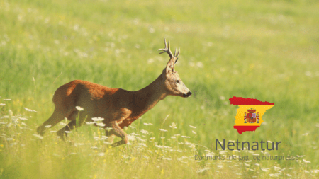 Mega bukke buldrer frem i Spanien Mega bukke buldrer frem i Spanien