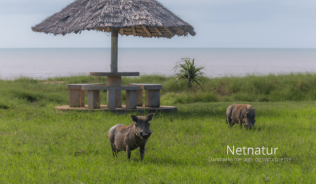 Saadani National Park