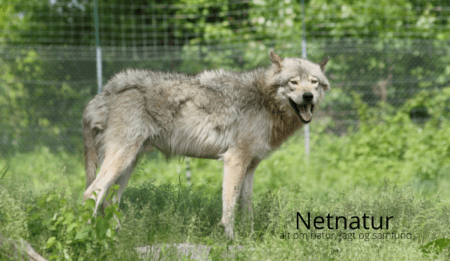 Ulve og ulvesikre hegn