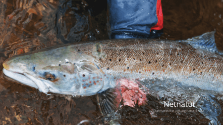 Chokmelding: Norge stopper fiskeri efter laks