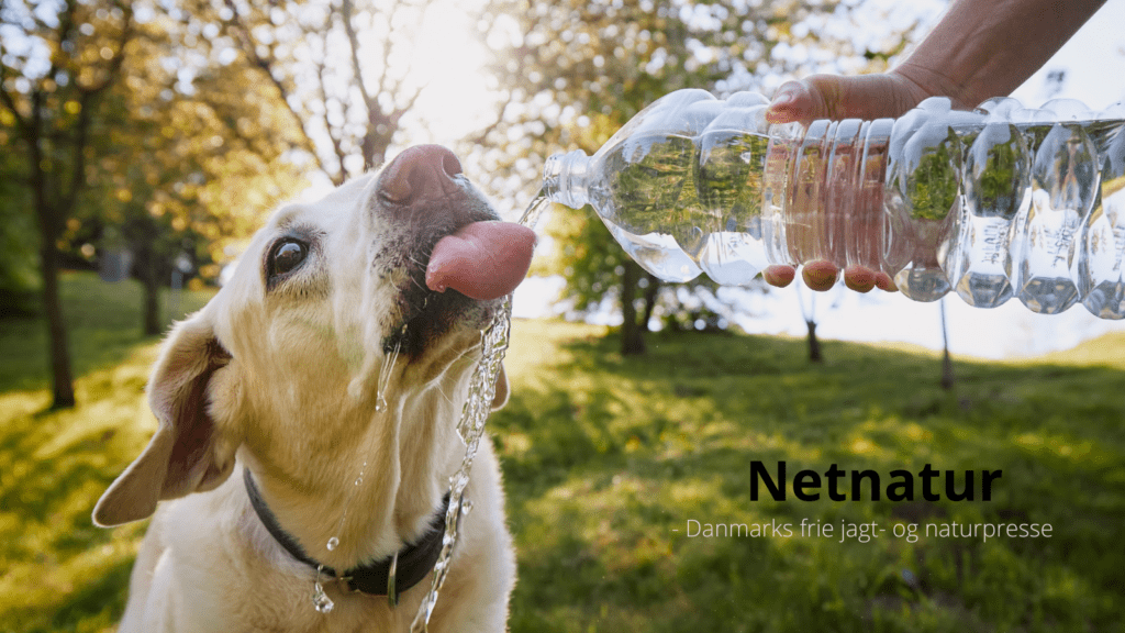 Hunden i sommervarmen