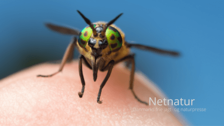 Blodsugende klæg i krigsmaling