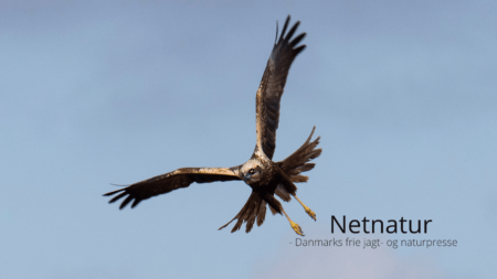 Rørhøgen - engenes herre